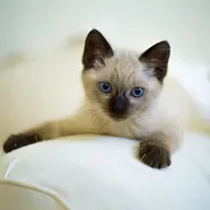 ¿Por qué los gatos viven más que los perros?