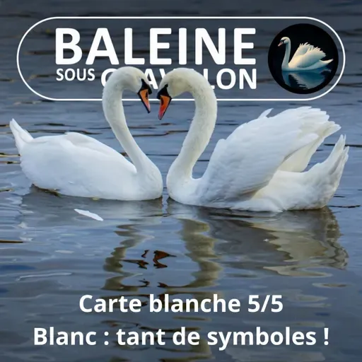 S05E125 Carte blanche 5/5 : Le blanc dans la culture, le signe du cygne