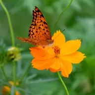 ¿Qué simbolizan las mariposas?