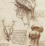 The Bifurcated Brain