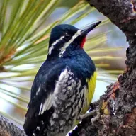 Williamson's Sapsucker