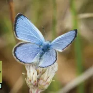 The Story of a Little Blue Butterfly: The Karner Blue