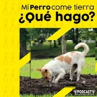 Episodio 125: Mi perro come tierra, ¿qué hago?