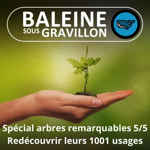 SPÉCIAL Arbres remarquables 5/5 : Redécouvrir leurs 1001 usages