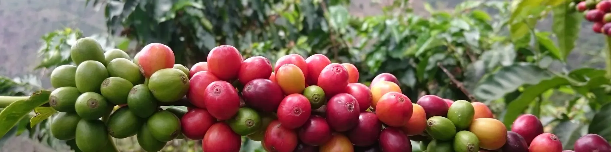 MerqueAgro Radio