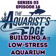 How to Build a Low-Stress Aquarium: A Stable, Low-Maintenance Freshwater Setup for Busy Fishkeepers