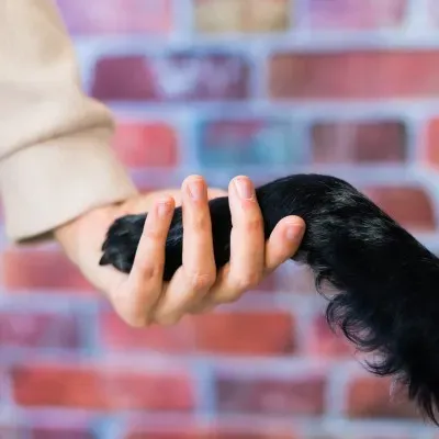 Cómo elegir la raza de perro que mejor encaja con nuestro estilo de vida