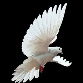 Birds of God