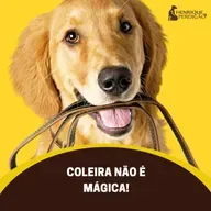 Coleira não é mágica!