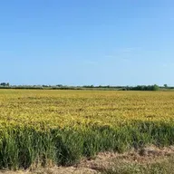 En Clave Rural: Buenas expectativas del sector arrocero