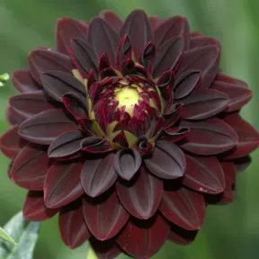 Dahlia