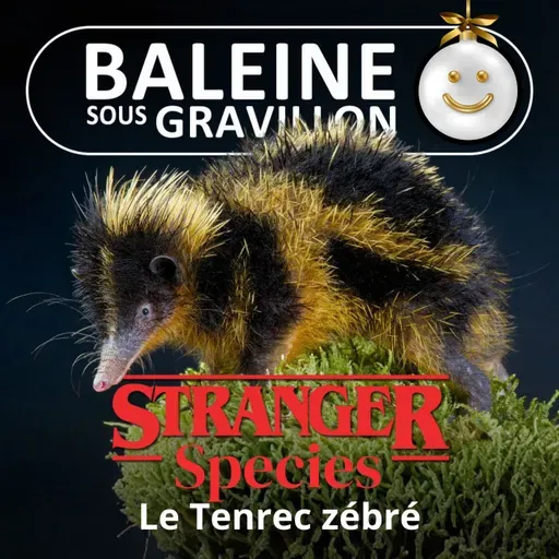STRANGER SPECIES 4/12 : Le Tenrec zébré
