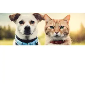 Cat Dog