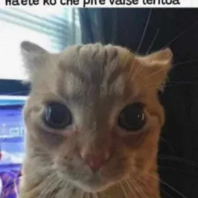elpap usans