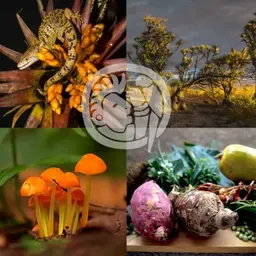 Biodiversidad Mexicana 