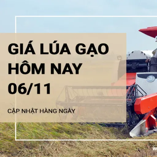 Giá lúa gạo hôm nay 6/11/2024: Giá gạo giảm 50 đồng/kg, giá lúa đi ngang
