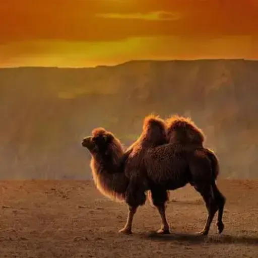 梁晓声：底层民众