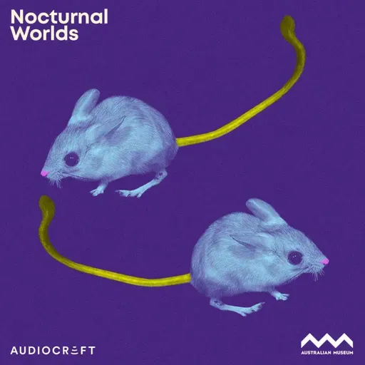 Spinifex Hopping Mouse