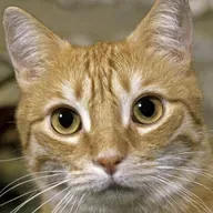 Die Tierdocs: Katze greift ins Lenkrad