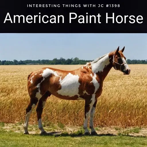 1398: "American Paint Horse"