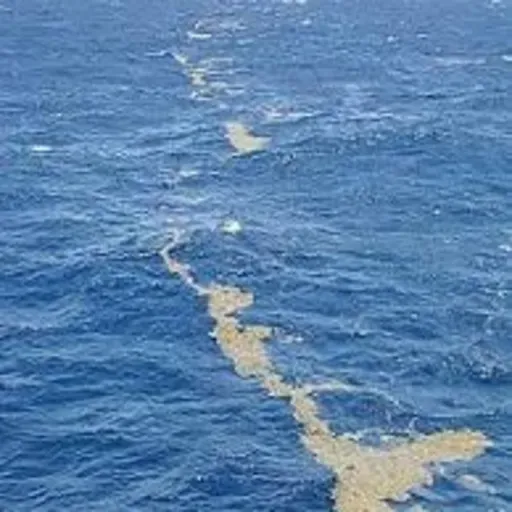 Interesting facts about Sargasso sea