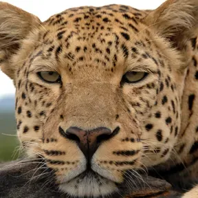 LEOPARD MAIKER