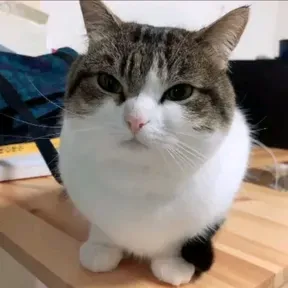 turtlemelon.tech