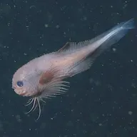 Yeni Bir Balık Türü Keşfedildi