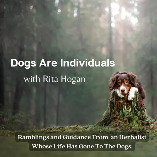 Sedentary Dogs, Nervous Systems + Chronic Itching