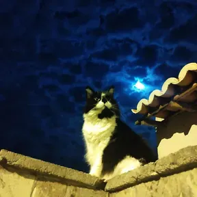 Miau Moon