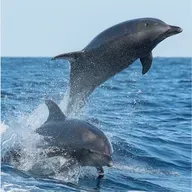 Yunusların Kıyıya Vurmasının Nedeni Bir Hastalık Olabilir