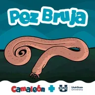 Pez bruja: ciencia pegajosa del océano
