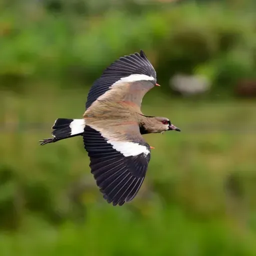 Southern Lapwings Defend Their Nest