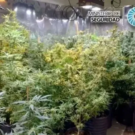 Resolución judicial en el caso Érika: "El militar" Sosa deberá afrontar una causa por la marihuana que cultivaba