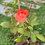 Presente, passado ou futuro?