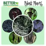S2 Ep395: Better Lawns and Gardens - Hour 1 Black Plants October 25, 2025
