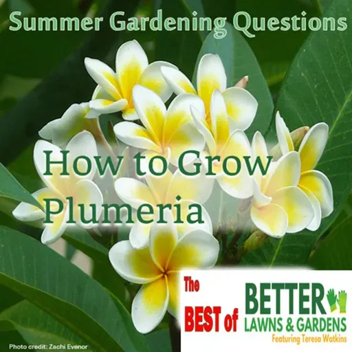 S2 Ep451: Best of Better Lawns and Gardens - Hour 2 Summer Garden Questions May 24, 2026