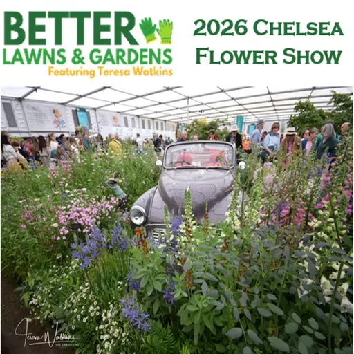 S2 Ep453: Better Lawns and Gardens - Hour 2 The Chelsea Flower Show May 30, 2026