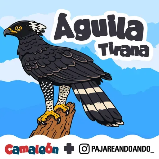 Águila tirana: la jefa del territorio