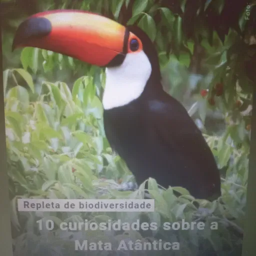 10 curiosidades sobre a Mata Atlântica.