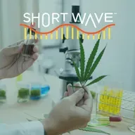 Why Legal Weed Isn’t Always Safe
