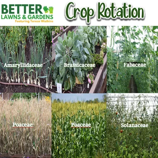 S2 Ep421: Better Lawns and Gardens - Hour 1 WInter Storm and Crop Rotation January 24 2026