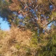 La edad y el suelo contribuyen a que se sequen los pinos en la Región
