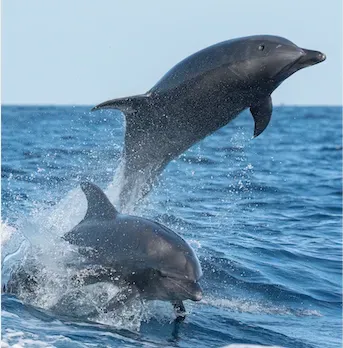 Yunusların Kıyıya Vurmasının Nedeni Bir Hastalık Olabilir