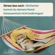 Stress lass nach - Einfacher kannst du deinem Hund Gelassenheit nicht beibringen!