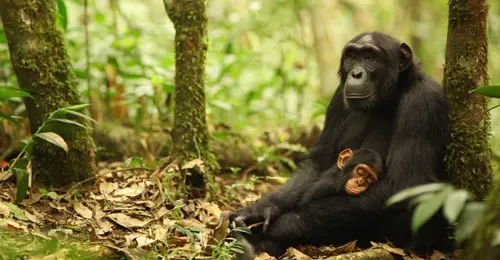 Adaptación genética al hábitat en chimpancés salvajes. Hablamos con Aida Andrés.