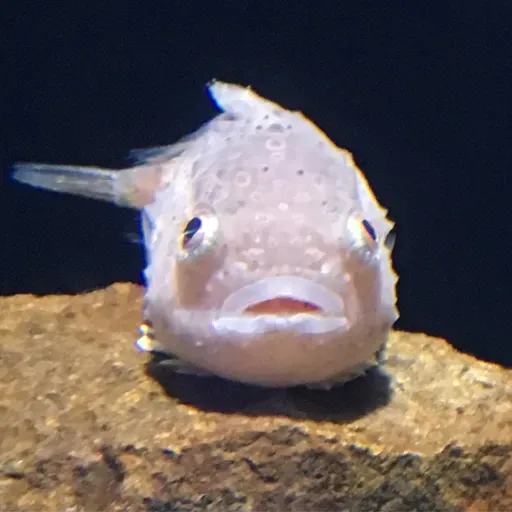 【お題で創作】(207)効果的なＣＭ from Radiotalk