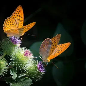 Butterfly Effect