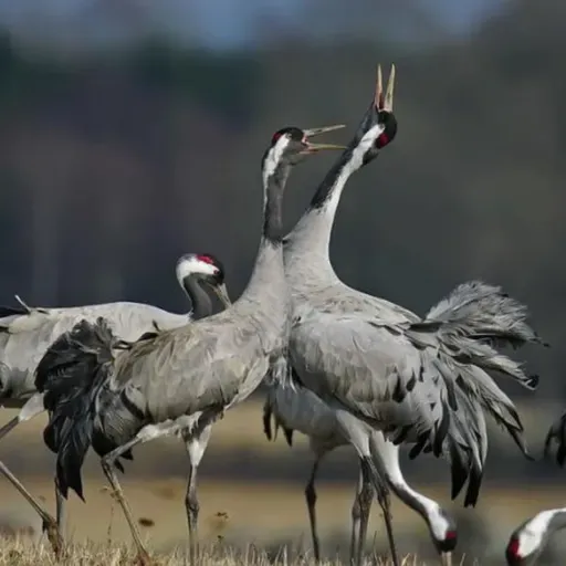 Cranes' Voices Across the Globe