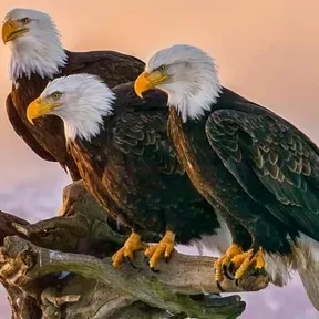 Eagle gospel radio